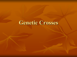 Genetic Crosses