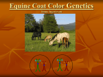 Coat color genetics 06