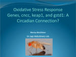 Circadian Regulation of Oxidative Stress Response Genes, CncC