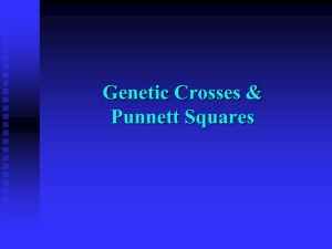 Punnet Squares