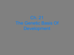 PowerPoint Presentation - Ch. 21 The Genetic Basis Of Development