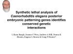 Synthetic lethal analysis of Caenorhabditis elegans posterior