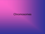 Chromosomes