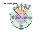 cell cycle - APBiologyWiki