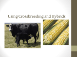 Using Crossbreeding and Hybrids