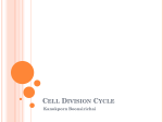 Cell Cycle