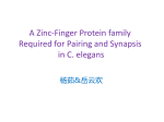 Zinc-Finger Proteins Required for Pairing and Synapsis