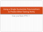 Using a Single Nucleotide Polymorphism to Predict Bitter