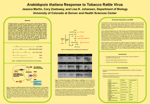 Arabidopsis thaliana Response to Tobacco Rattle Virus Jessica