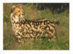 Animals-“King” cheetah - kingcheetahandcheetah
