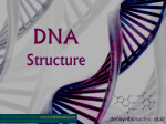 DNA Structure