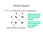 Punnet Squares