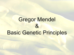 Gregor Mendel and Basic Genetic Principles