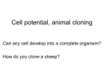 Cell potential and cloning