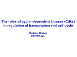 Regulation of Cell Cycle