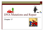 Ch. 17 DNA mutations and Repair