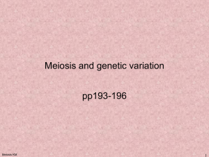 Meiosis - Myersbiology