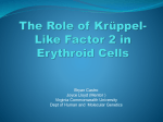 Genotyping of Mice to Study Role of Krüppel