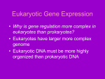 Eukaryotic Gene Expression