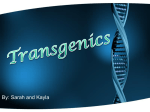 Transgenics--Kayla and Sarah