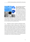 CHAPTER 3: Early tissue patterning is recreated by MEFs in...  Figure 5: Osteogenic and chondrogenic differentiation of MEFs cultured in