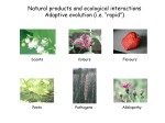 Natural products and ecological interactions Adaptive evolution (i.e. “rapid”) Scents Colours