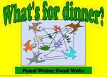 pond water food web practice