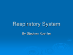 Respiratory System