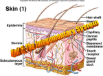 unit 5integumentary