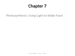 Chapter 7