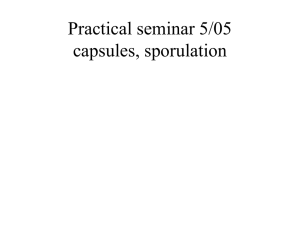 Practical seminar 5/05 capsules, sporulation