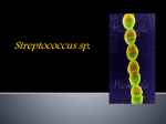 Streptococcus sp.