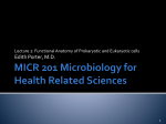 Lec2 Prokaryotic and Eukaryotic cells