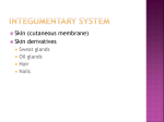 Integumentary+System