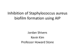 Inhibition of Staphylococcus aureus biofilm formation using AIP