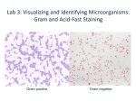 Lab – Week 3 Preparing a Simple and Endospore Stain