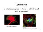 Cytoskeleton