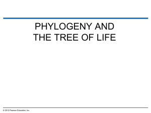 15.16 Shared characters are used to construct phylogenetic trees