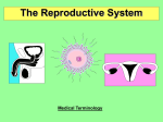 The Reproductive System