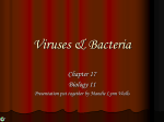 Viruses & Bacteria