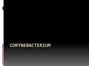 Corynebacterium