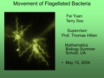 Mathematics Biology Summer School Project Movement of