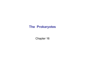 Viruses and Prokaryotes