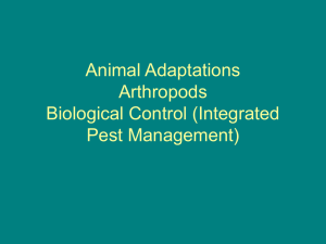 Arthropods - Claremont Colleges
