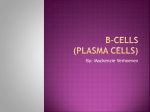 B Cells (plasma cells)