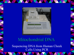 Mitochondrial DNA - Winona Senior High School