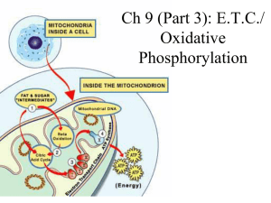 Ch 9: E.T.C./ Oxidative Phosphorylation