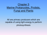 Chapter 5 Marine Prokaryotes, Protists, and Fungi and