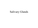 Salivary Glands - student.ahc.umn.edu