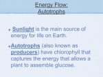 Energy Flow: Autotrophs